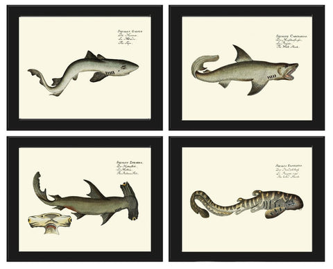 Shark Prints Wall Art Set of 4 Beautiful Antique Vintage Sea Ocean Beach Tropical Marine Science Nautical Fish Home Room Decor to Frame BL