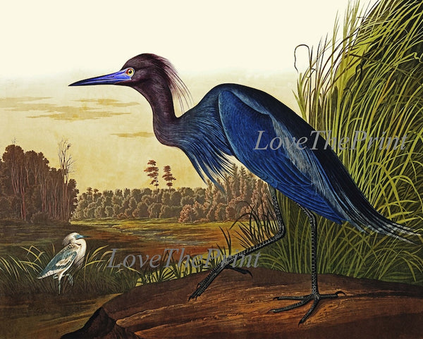 John James Audubon Birds Wall Art Prints Vintage Antique Set of 6 Ibis Crane Heron Pelican Home Room Decor Illustration Poster to Frame JJA