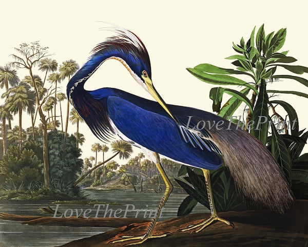 John James Audubon Birds Wall Art Prints Vintage Antique Set of 6 Ibis Crane Heron Pelican Home Room Decor Illustration Poster to Frame JJA
