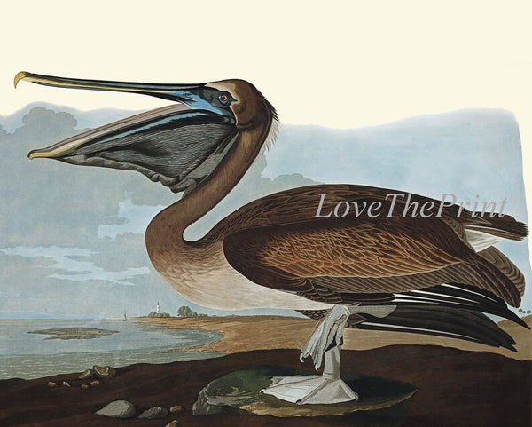 John James Audubon Birds Wall Art Prints Vintage Antique Set of 6 Ibis Crane Heron Pelican Home Room Decor Illustration Poster to Frame JJA