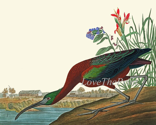 John James Audubon Birds Wall Art Prints Vintage Antique Set of 6 Ibis Crane Heron Pelican Home Room Decor Illustration Poster to Frame JJA