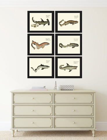 Shark Prints Wall Art Set of 6 Beautiful Antique Vintage Sea Ocean Beach Tropical Marine Science Nautical Fish Home Room Decor to Frame BL