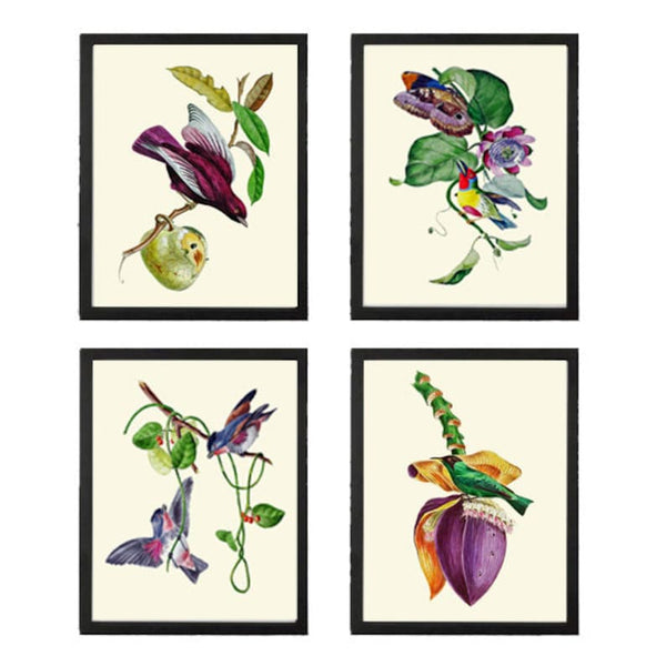 Bird Wall Art Print Set of 4 Beautiful Vintage Antique Purple Violet Tropical Fruit Banana Bloom Passion Flower Home Room Decor to Frame OBB