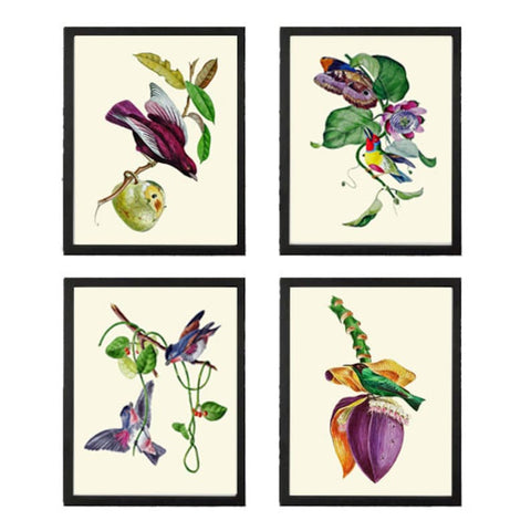 Bird Wall Art Print Set of 4 Beautiful Vintage Antique Purple Violet Tropical Fruit Banana Bloom Passion Flower Home Room Decor to Frame OBB