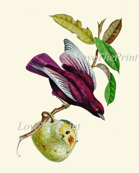 Bird Wall Art Print Set of 4 Beautiful Vintage Antique Purple Violet Tropical Fruit Banana Bloom Passion Flower Home Room Decor to Frame OBB