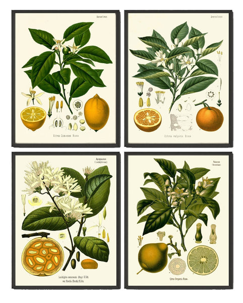 Citrus Fruit Orange Lemon Lime Wall Art Set of 4 Prints Beautiful Antique Vintage Garden Plants Kitchen Dining Room Home Decor to Frame KOH