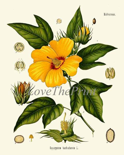 Yellow Flower Botanical Wall Art Set of 4 Prints Beautiful Antique Vintage Dandelion Hibiscus Floral Interior Design Home Decor to Frame KOH