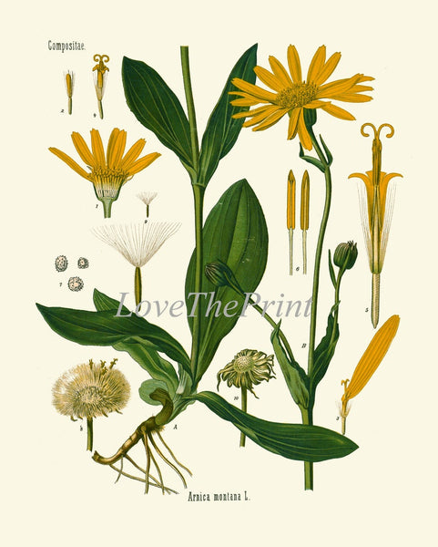 Yellow Flower Botanical Wall Art Set of 4 Prints Beautiful Antique Vintage Dandelion Hibiscus Floral Interior Design Home Decor to Frame KOH