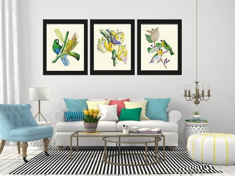 Beautiful Vintage Antique Birds Wall Art Prints Set of 3 Home Room Decor to Frame Blue Yellow Green Outdoor Nature Tropical Home Decor BNOD