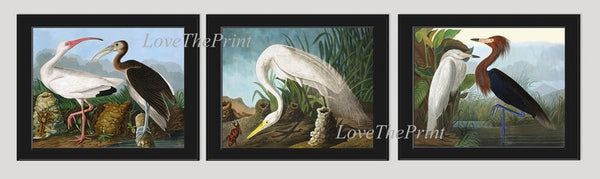 John Audubon Blue Purple White Heron Crane Wall Art Prints Set of 3 Beautiful Vintage Antique Outdoor Lake Nature Home Decor to Frame JJA