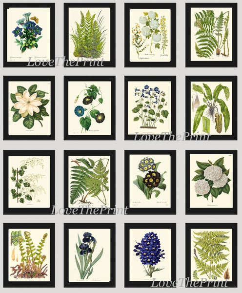 Ferns and Flowers Botanical Wall Art Set of 16 Prints Beautiful Antique Vintage Large Gallery Interior Design Designer Home Decor to Frame