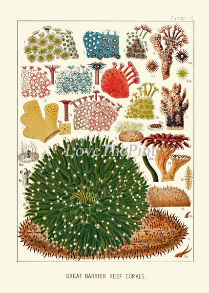 Corals Wall Art Set of 6 Prints Beautiful Antique Vintage Sea Colorful Red Blue Green Nautical Natural History Beach Home Decor to Frame GBR