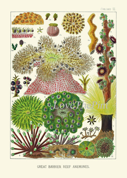 Corals Wall Art Set of 6 Prints Beautiful Antique Vintage Sea Colorful Red Blue Green Nautical Natural History Beach Home Decor to Frame GBR