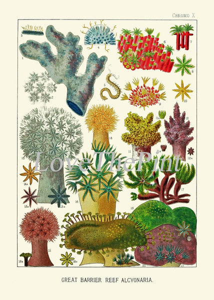 Corals Wall Art Set of 6 Prints Beautiful Antique Vintage Sea Colorful Red Blue Green Nautical Natural History Beach Home Decor to Frame GBR