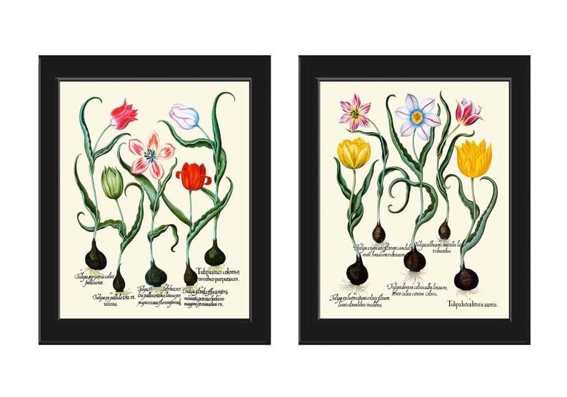 Tulip Botanical Prints Wall Art Set of 2 Beautiful Antique Vintage Red Yellow Bulb Plant Chart Floral Interior Home Room Decor to Frame BESL