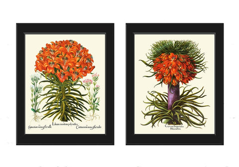 Orange Botanical Prints Wall Art Set of 2 Beautiful Antique Vintage Lily and Crown Imperial Fritillary Flowers Home Room Decor to Frame BESL