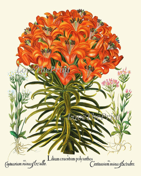 Orange Botanical Prints Wall Art Set of 2 Beautiful Antique Vintage Lily and Crown Imperial Fritillary Flowers Home Room Decor to Frame BESL