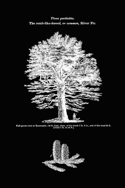 Trees Pine Tree Botanical Wall Art Set of 6 Prints Beautiful Vintage Antique Black Background White Interior Design Home Decor to Frame LODT