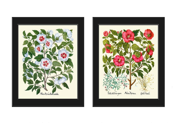 Rose Hollyhock Botanical Prints Wall Art Set of 2 Beautiful Antique Vintage White Pink Country Nature Flowers Home Room Decor to Frame BESL