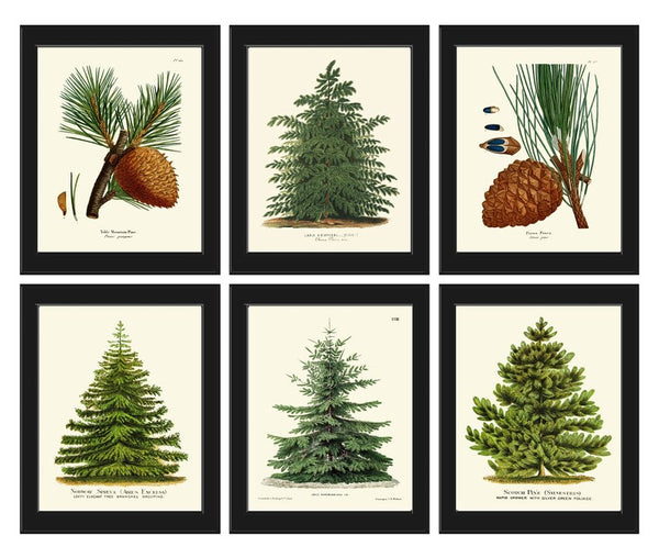 Pine Tree Pinecone Holiday Christmas Wall Art Fall Home Decor Set of 6 Prints Botanical Farmhouse Cottage Nature Gift Home Decor to Frame CM