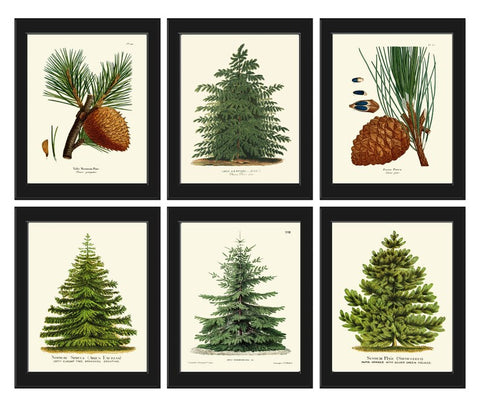 Pine Tree Pinecone Holiday Christmas Wall Art Fall Home Decor Set of 6 Prints Botanical Farmhouse Cottage Nature Gift Home Decor to Frame CM