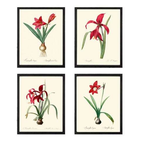 Amaryllis Prints Botanical Wall Art Set of 4 Beautiful Antique Vintage Red Bulb Plants Flowers Dining Living Room Home Decor to Frame AMAR