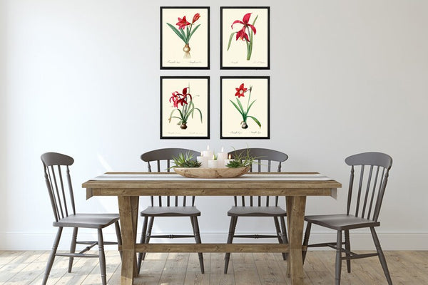 Amaryllis Prints Botanical Wall Art Set of 4 Beautiful Antique Vintage Red Bulb Plants Flowers Dining Living Room Home Decor to Frame AMAR