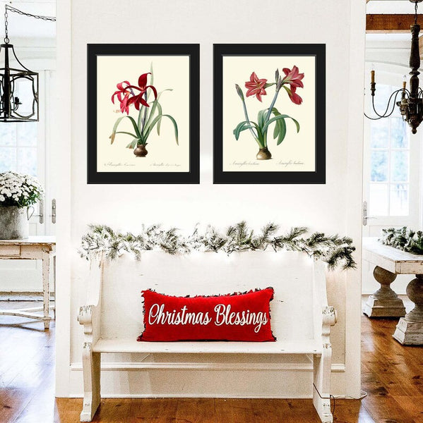 Red Amaryllis Flower Wall Art Set of 2 Prints Beautiful Vintage Antique Winter Christmas Holiday Gift Decoration Home Decor to Frame AMAR