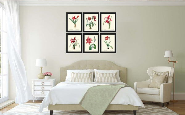 Red Amaryllis Flowers Wall Art Set of 6 Prints Beautiful Antique Vintage Botanical Garden Gardening Fall Winter Home Decor to Frame AMAR