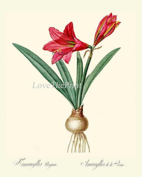 Red Amaryllis Flowers Wall Art Set of 6 Prints Beautiful Antique Vintage Botanical Garden Gardening Fall Winter Home Decor to Frame AMAR