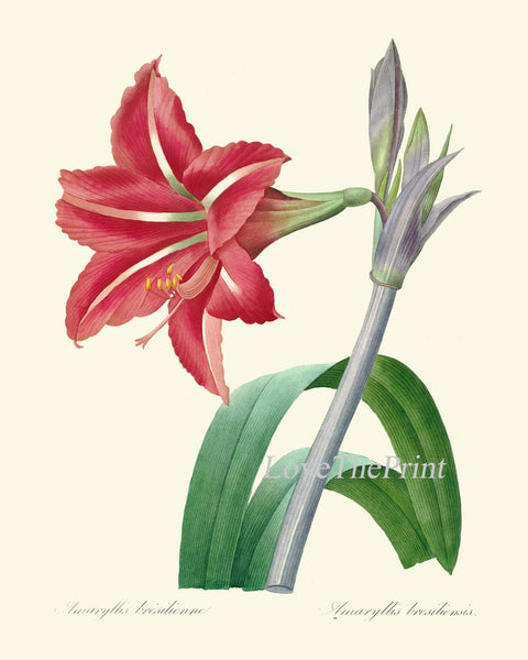 Amaryllis Botanical Prints Wall Art Set of 9 Beautiful Antique Vintage Red Coral White Plants Dining Living Room Home Decor to Frame AMAR