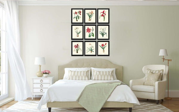 Amaryllis Botanical Prints Wall Art Set of 9 Beautiful Antique Vintage Red Coral White Plants Dining Living Room Home Decor to Frame AMAR