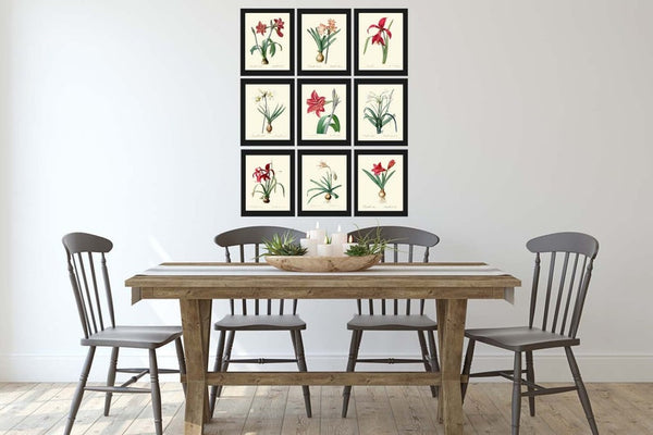 Amaryllis Botanical Prints Wall Art Set of 9 Beautiful Antique Vintage Red Coral White Plants Dining Living Room Home Decor to Frame AMAR