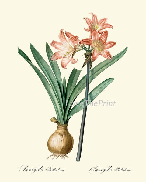 Amaryllis Botanical Prints Wall Art Set of 9 Beautiful Antique Vintage Red Coral White Plants Dining Living Room Home Decor to Frame AMAR