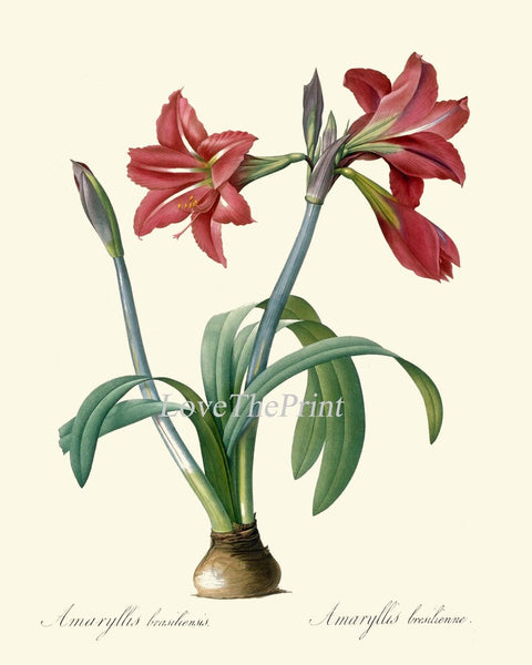 Red Amaryllis Flower Wall Art Set of 2 Prints Beautiful Vintage Antique Winter Christmas Holiday Gift Decoration Home Decor to Frame AMAR