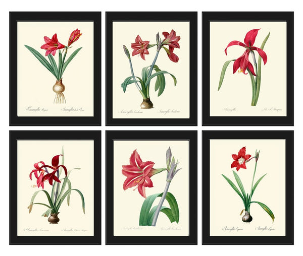Red Amaryllis Flowers Wall Art Set of 6 Prints Beautiful Antique Vintage Botanical Garden Gardening Fall Winter Home Decor to Frame AMAR