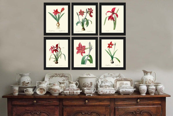 Red Amaryllis Flowers Wall Art Set of 6 Prints Beautiful Antique Vintage Botanical Garden Gardening Fall Winter Home Decor to Frame AMAR