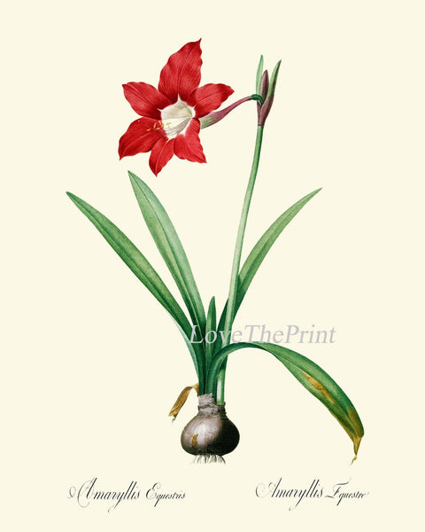 Red Amaryllis Flowers Wall Art Set of 6 Prints Beautiful Antique Vintage Botanical Garden Gardening Fall Winter Home Decor to Frame AMAR