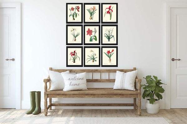 Amaryllis Botanical Prints Wall Art Set of 9 Beautiful Antique Vintage Red Coral White Plants Dining Living Room Home Decor to Frame AMAR