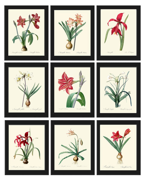 Amaryllis Botanical Prints Wall Art Set of 9 Beautiful Antique Vintage Red Coral White Plants Dining Living Room Home Decor to Frame AMAR