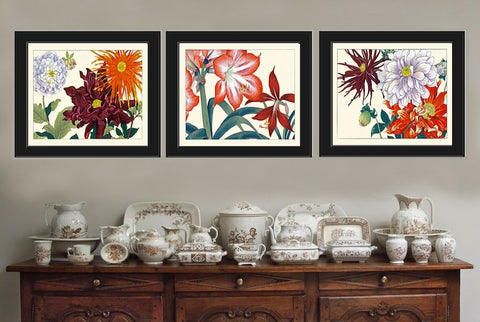 Garden Flowers Botanical Wall Art Decor Set of 3 Prints Beautiful Red Burgundy Japanese Aster Amaryllis Horizontal Orientation to Frame ZUFU