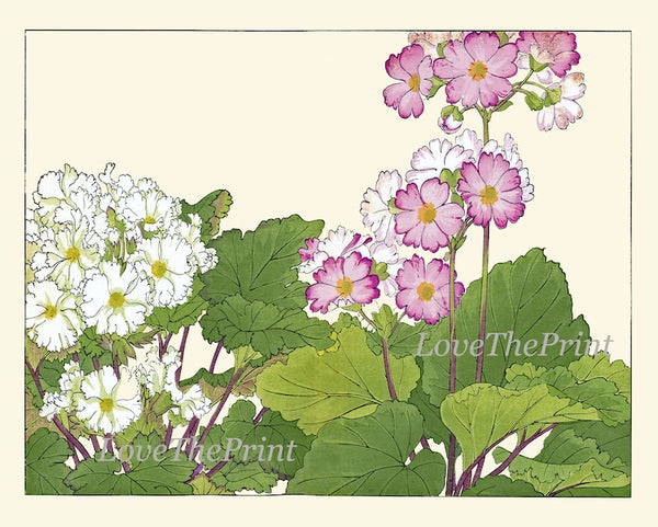 Begonia Orchid Wall Art Print Set of 4 Beautiful Horizontal Orientation White Pink Botanical Dining Room Bedroom Home Decor to Frame ZUFU
