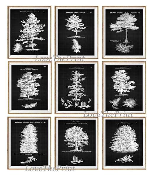 Black Background Prints Pine Tree Botanical Wall Art Set of 9 Beautiful Vintage Antique Black and White Interior Design Decor to Frame LODT