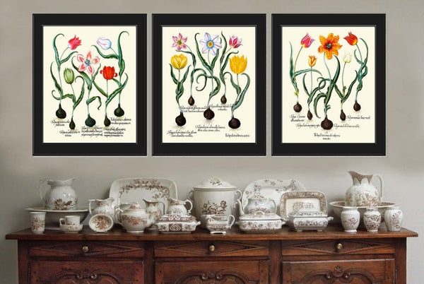Tulips Botanical Prints Wall Art Set of 3 Beautiful Antique Vintage Red Yellow Bulb Plant Chart Floral Dining Room Home Decor to Frame BESL