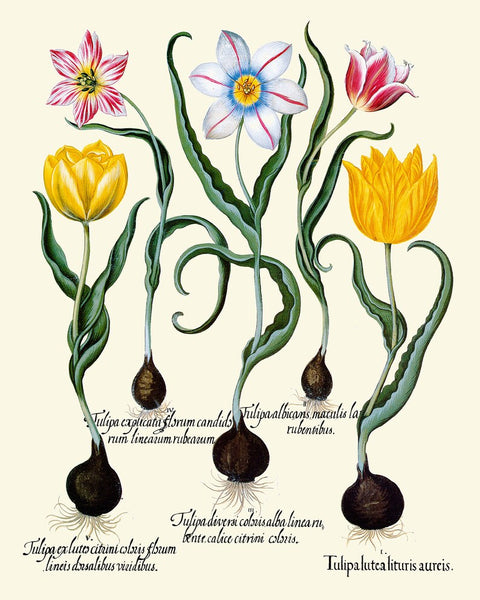 Tulip Botanical Prints Wall Art Set of 4 Beautiful Colorful Spring Summer Antique Vintage Floral Interior Dseign Home Decor to Frame BESL