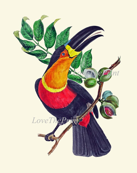 Toucan Tropical Birds Wall Art Print Set of 4 Vintage Antique Botanical Fruit Dining Room Office Kitchen Fireplace Home Decor to Frame OBB