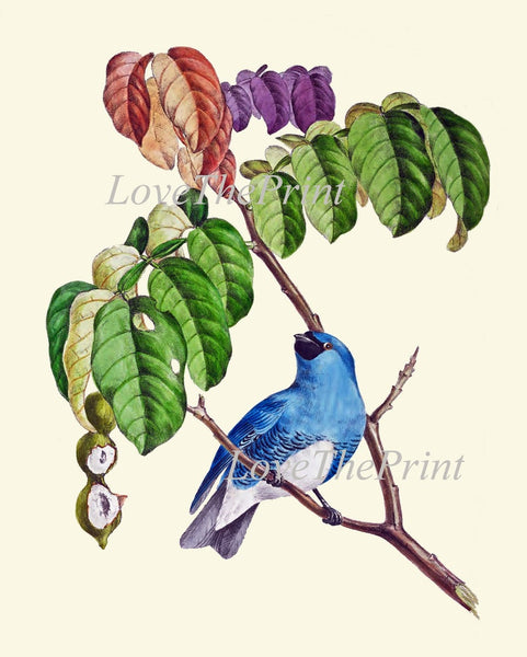 Tropical Exotic Birds Wall Art Print Set of 12 Beautiful Vintage Antique Colorful Coastal Fruit Banana Berries Leaf Home Decor to Frame OBB