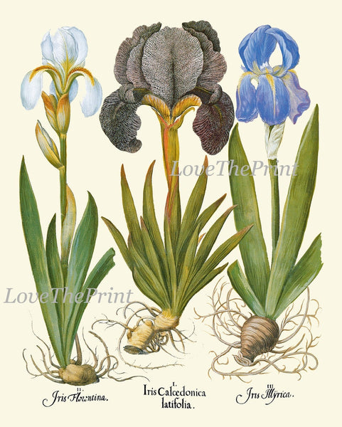 Blue Iris Tulip Flowers Botanical Prints Wall Art Set of 9 Beautiful Colorful Spring Summer Antique Vintage Illustration Decor to Frame BESL