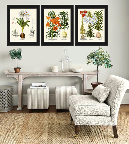 Lily Lilies Flower Botanical Prints Wall Art Set of 3 Beautiful Antique Vintage Garden Plants Chart Illustration Home Decor to Frame BESL