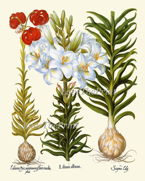 Lily Lilies Wall Art Set of 4 Prints Beautiful Botanical Antique Vintage Crown Imperial Daylily Fritillary Flowers Home Decor to Frame BESL